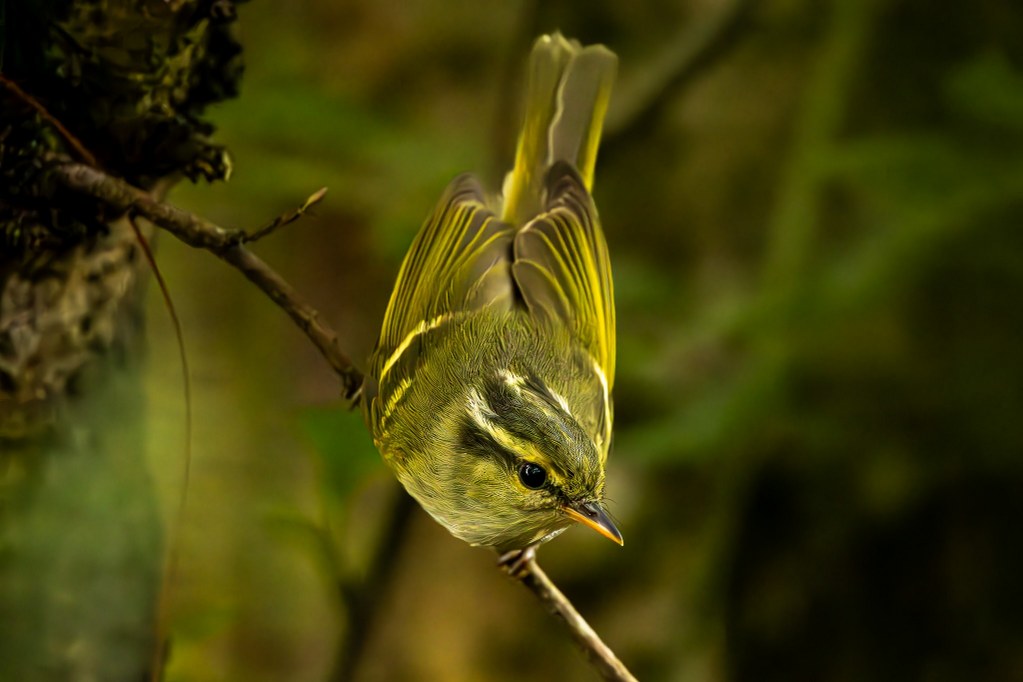 Photograph of a Blyth's Leaf Warbler by Kanno Tage/ Macaulay Library