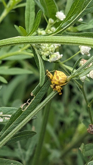 Crab Spider photographed at Turahalli Tree Park in Bangalore. Photographed by Manini Bansal