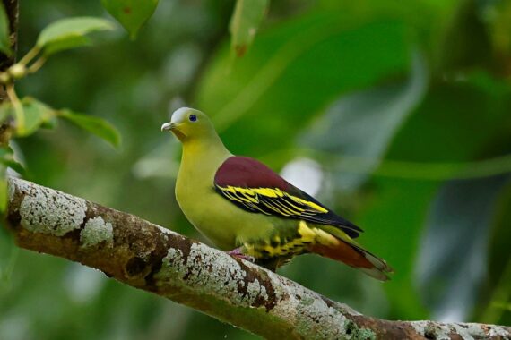 Grey-fronted Green-Pigeon (Pompadour Green-Pigeon) photographed by Kakul Paul and uploaded to eBird/ Macaulay Library