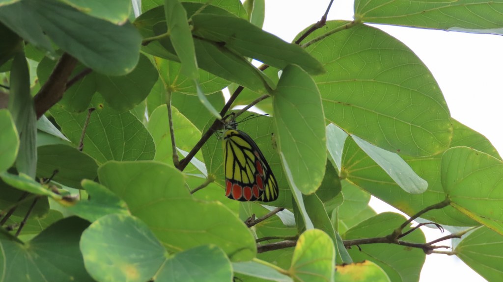 Indian Jezebel photographed at Turahalli Tree Park in Bangalore. Photographed by Nisha B.