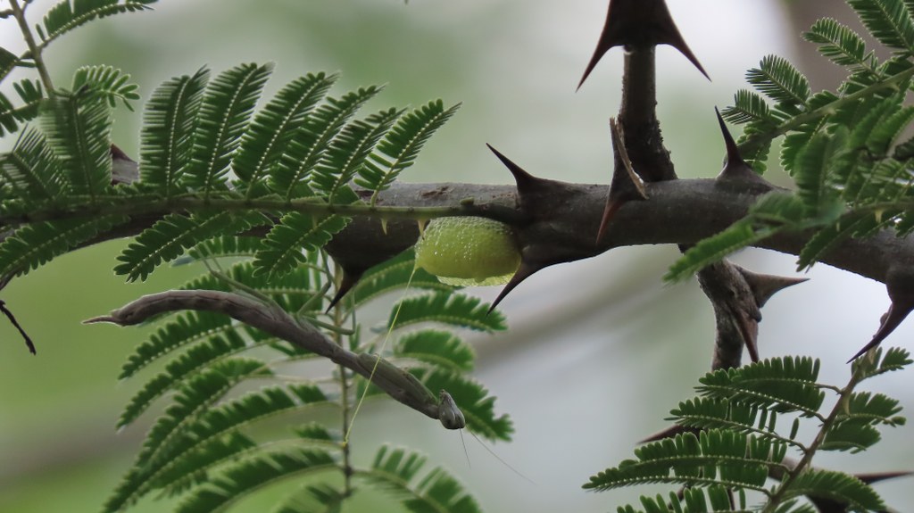 Photograph of Praying Mantis that has just finished creating a Ootheca. Photographed by Nisha B.