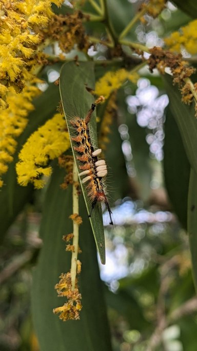 Caterpillar of Tussock Moth photographed at Turahalli Tree Park in Bangalore. Photographed by Ranjini