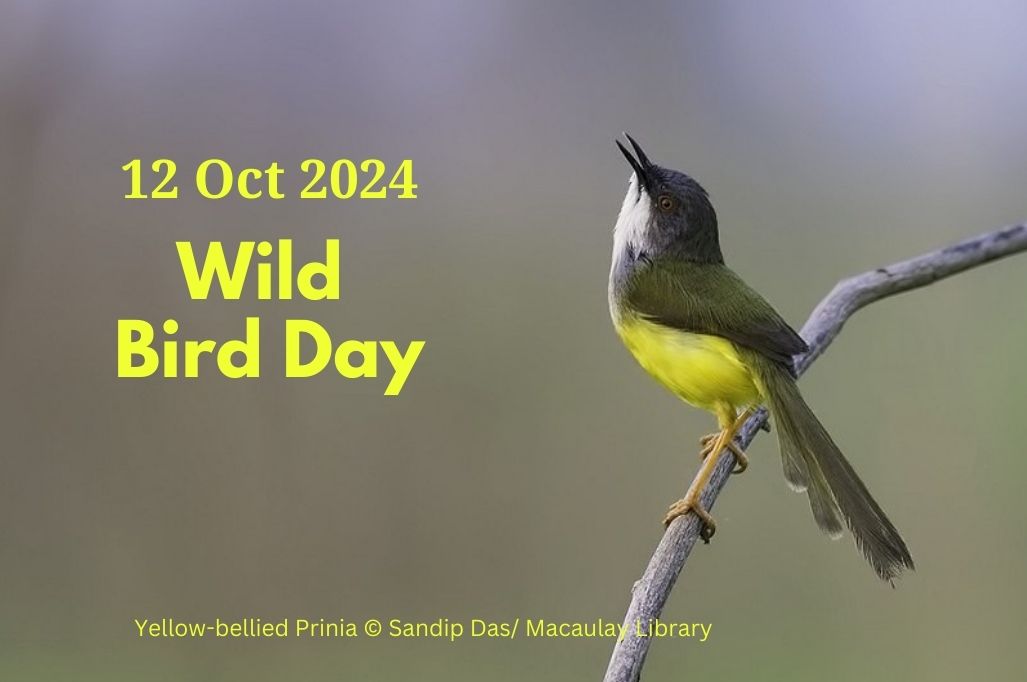 A poster featuring Yellow-bellied Prinia vocalising. Photographed by Sandip Das and uplaoded to eBird/ Macaulay Library