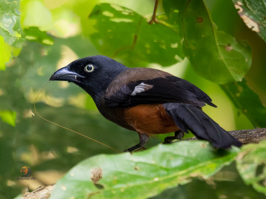 Photograph of a Andaman Treepie by PK Shahid