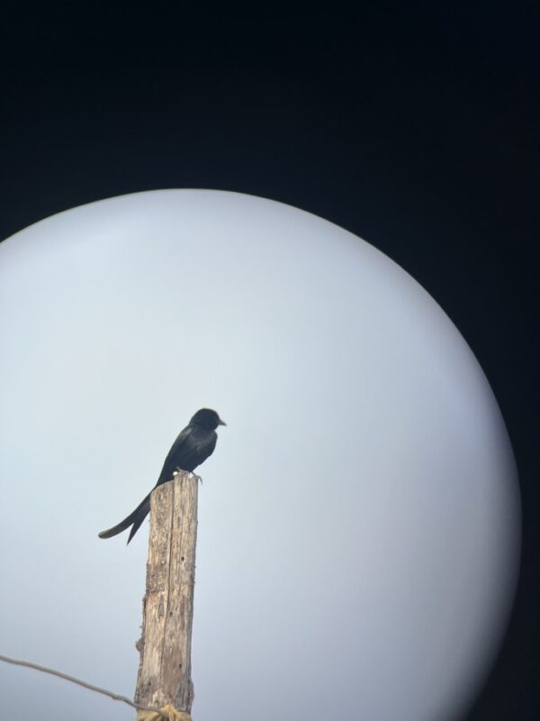 photo of a Back Drongo clicked by Nidhi Solanki using binocs and phone