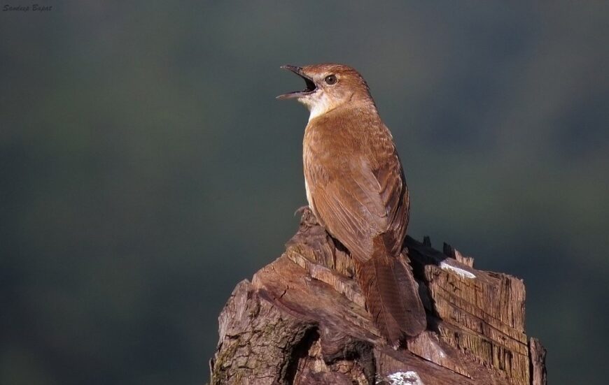 Broad-tailed Grassbird photographed by Sandeep Bapat