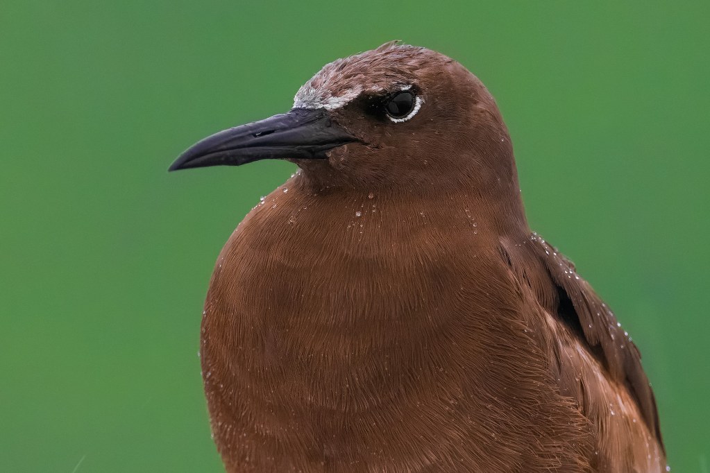 Photograph of a Brown Noddy from Rajasthan by Rajat Chordia