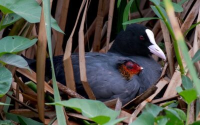 3 million checklists and 3 million media on eBird!