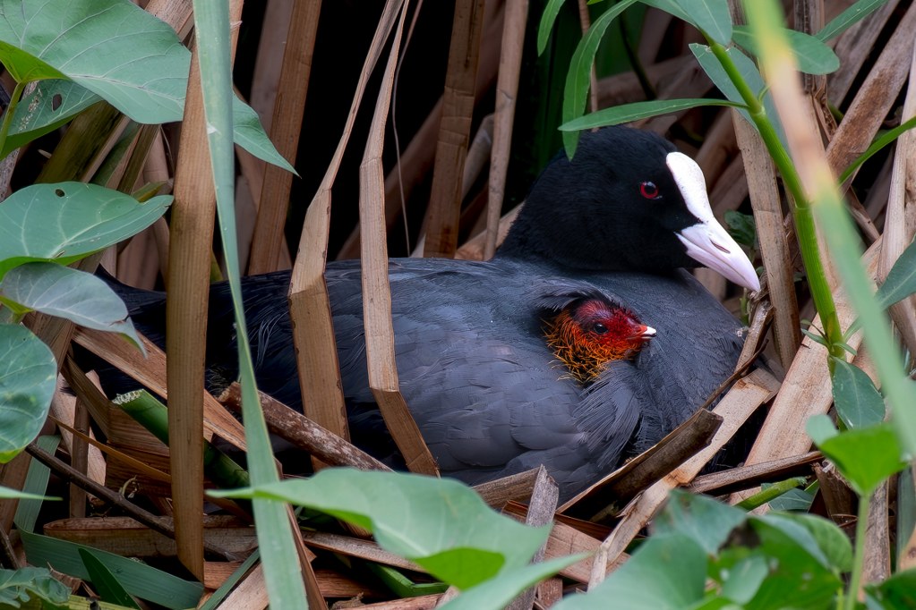 Photograph of an Eurasian Coot with a chick hidden in its feathers by Kalyan Gantait