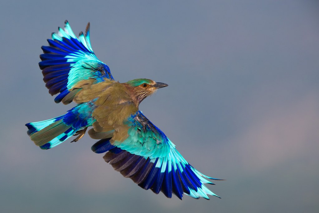 Indian Roller - state bird of Andhra Pradesh, Karnataka, Odisha, and Telangana. Photo by Suarabh Kalia