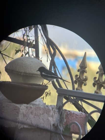 Oriental Magpie Robin photographed using phone and binocs by Nidhi Solanki