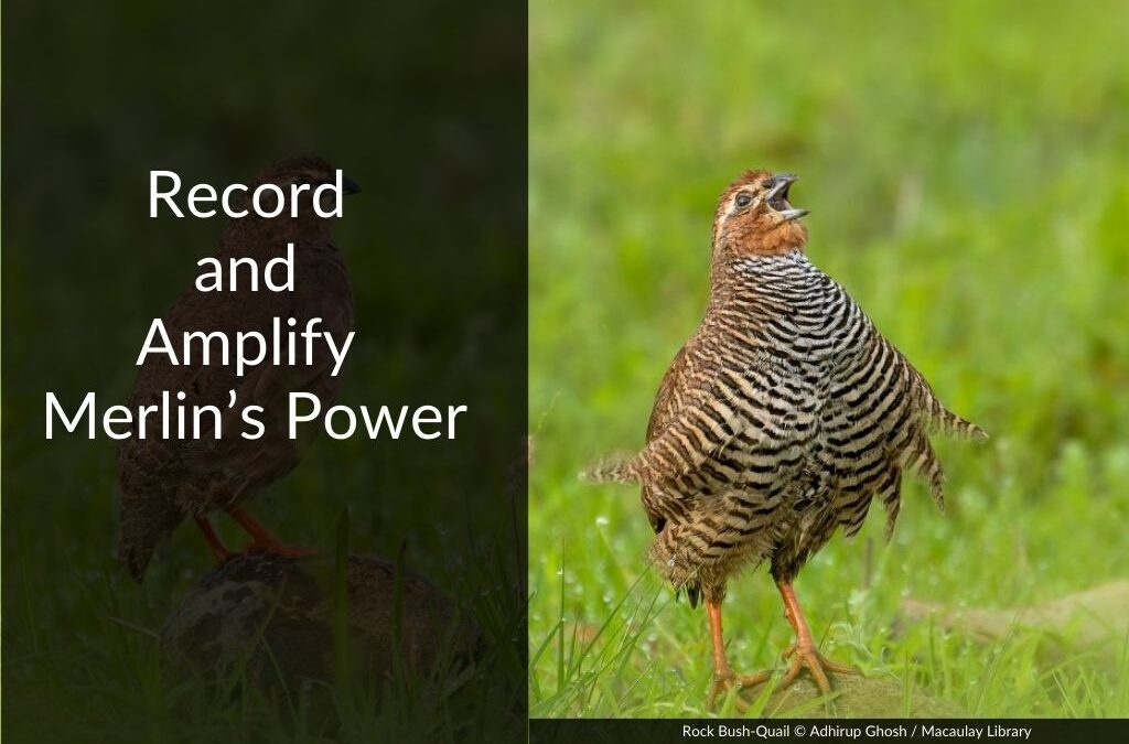 What’s Singing? Record and Amplify Merlin’s Power