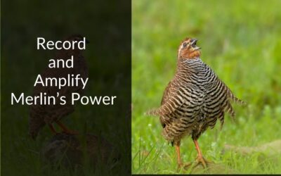 What’s Singing? Record and Amplify Merlin’s Power