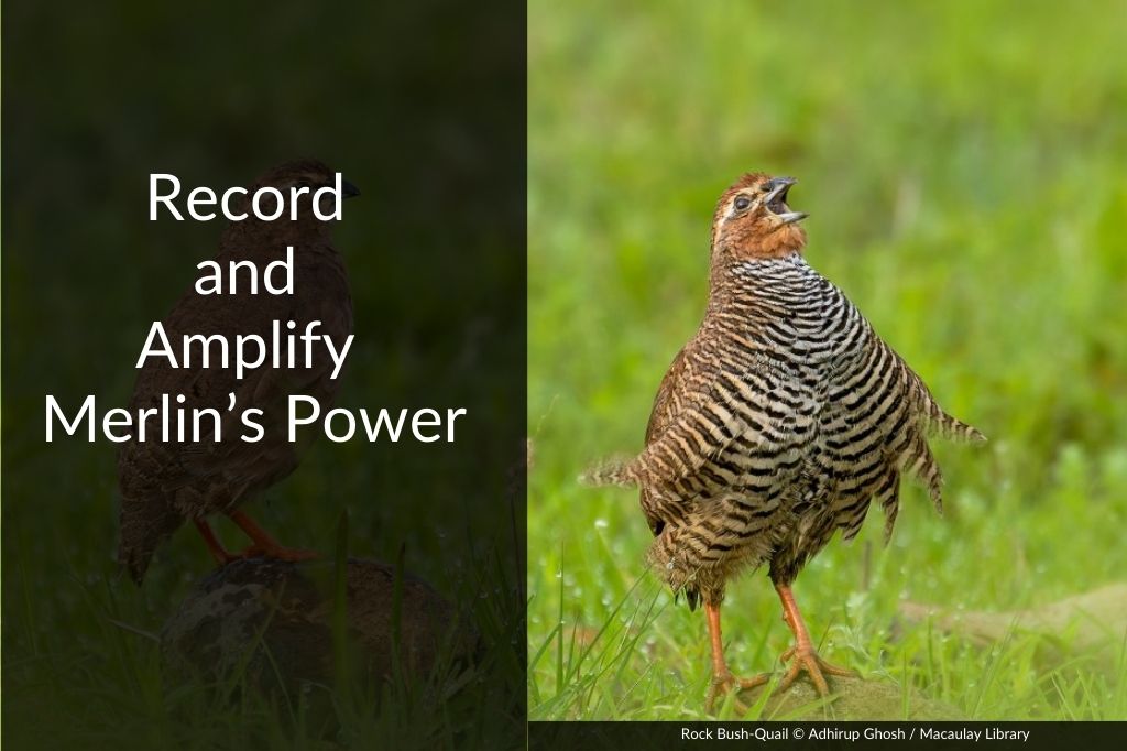 Wordpress Header Image showcasing a photograph of Rock Bush-Quail vocalising