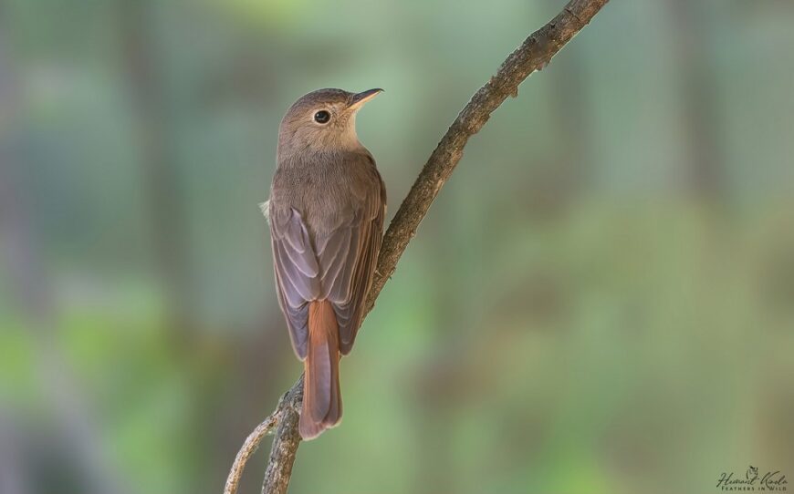 Photograph of a Rusty-tailed Flycatcher Ficedula ruficauda Hemant Kirola