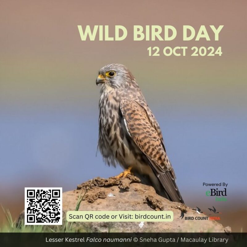 Poster publicsing India's October birding event called Wild Bird Day, which is on 12 October 2024