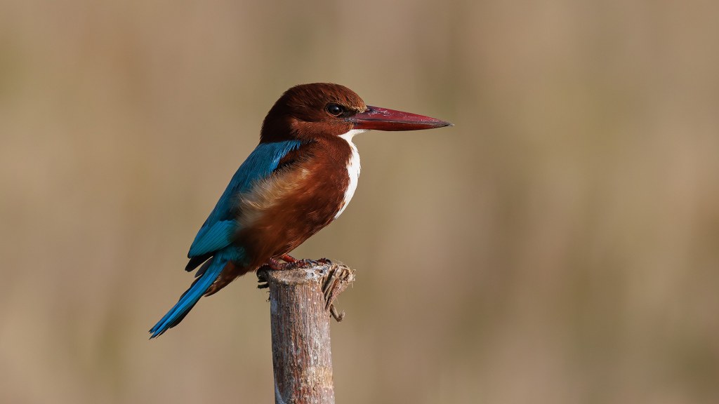 White-throated Kingfisher by Hari K Patibanda