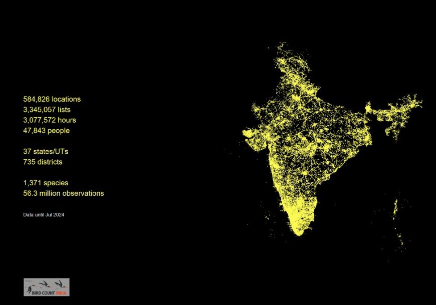 India map showcasing eBird lists as yellow points, covering most of India. Map by Bird Count India