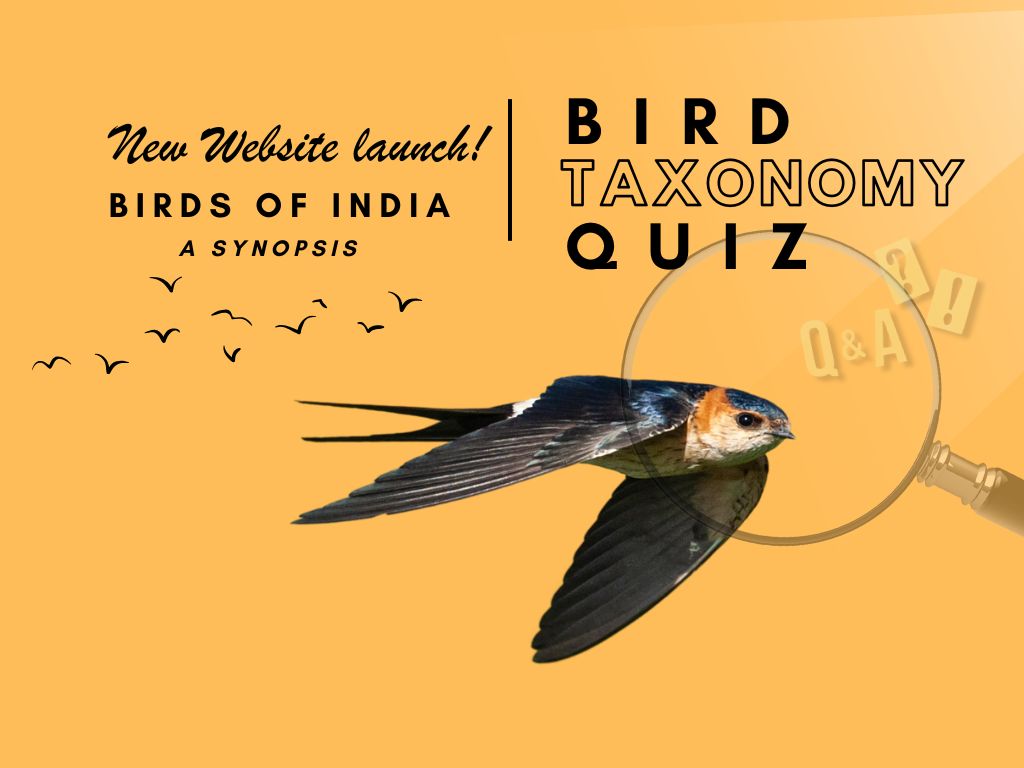 Canva poster advertising a red-rumped swallow in flight and the text saying- New Website Launch- Birds of India - A synopsis