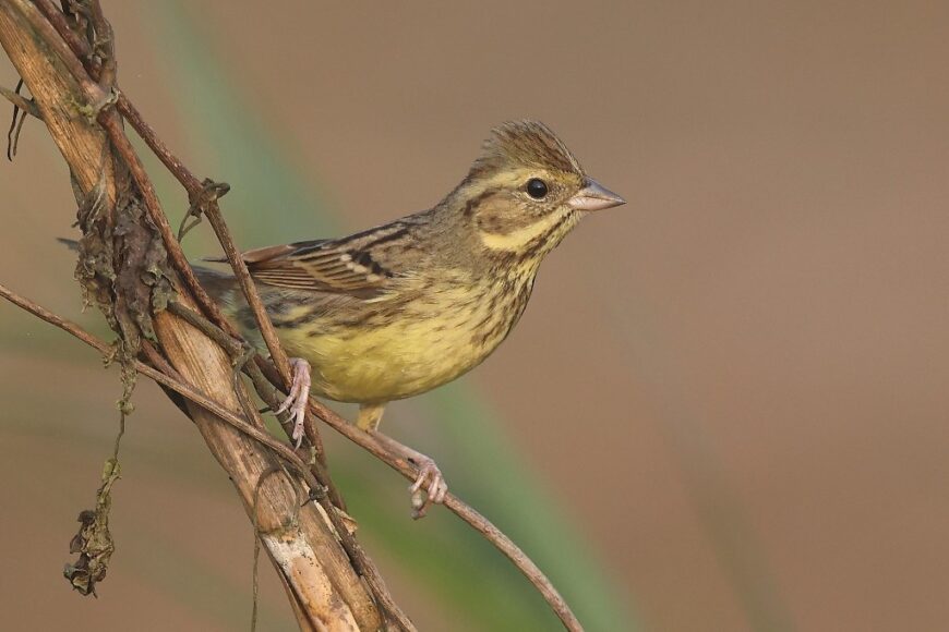 Black-faced Bunting perched on a branch, captured by Krishnan Sivasubramanian