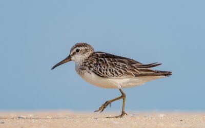 August 2024 eBirders of the Month