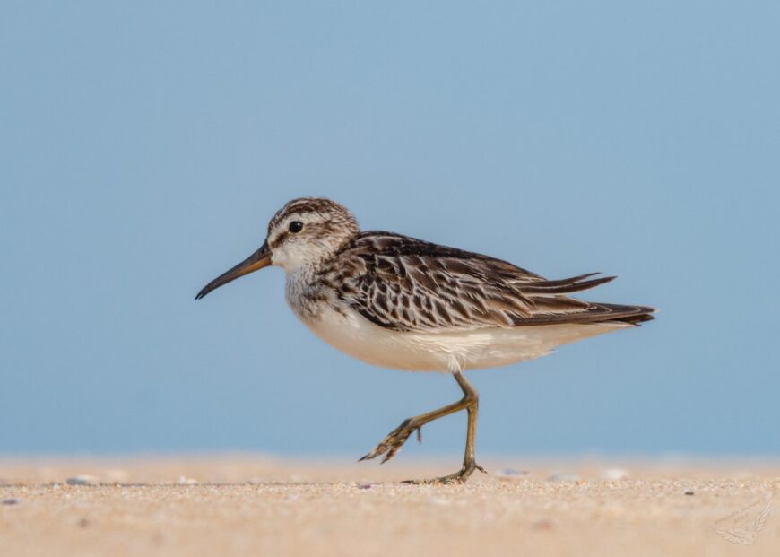 Broad-billed Sandpiper photographed by Mohit Shenoy