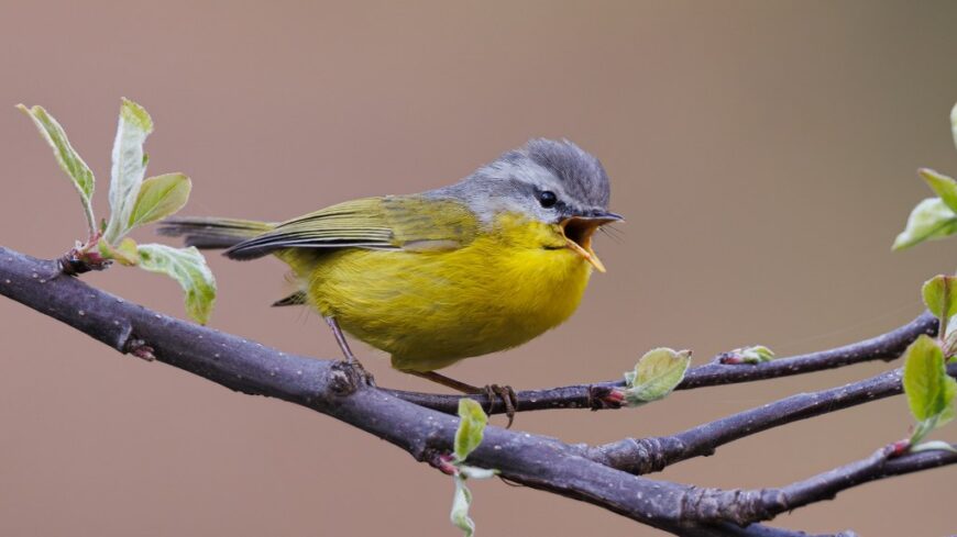 photograph of a grey-hooded warbler which is a small, yellow bird with a gray head is perched on a branch, singing loudly.