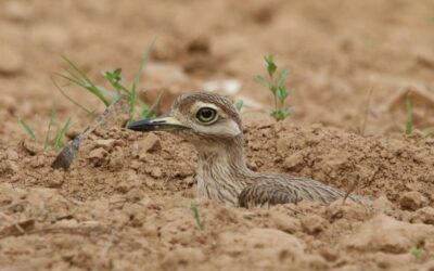 Birder Profile–Joel Mathew