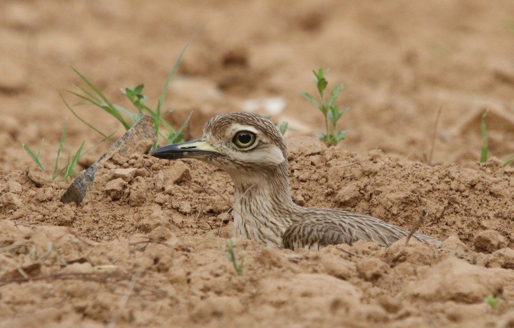 Indian Thick-knee partially buried in the ground, blending with its surroundings.