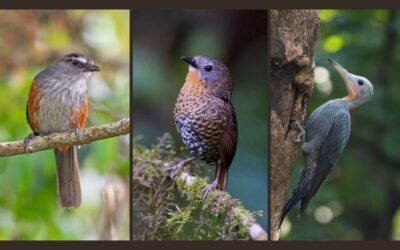 PhD Researchers sharing their bird data on eBird 