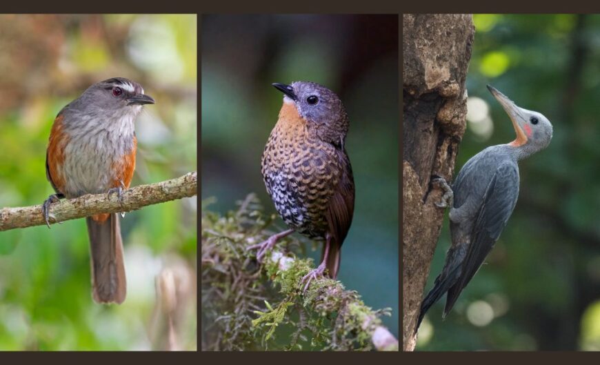 Collage of three rare bird species: Ashambu Laughingthrush, Rufous-throated Wren-Babbler, and Greater Slaty Woodpecker.