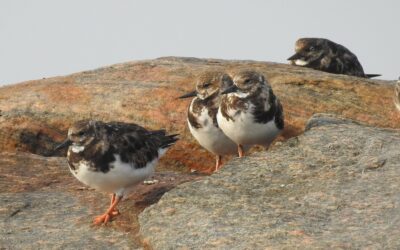 September 2024 eBirders of the Month