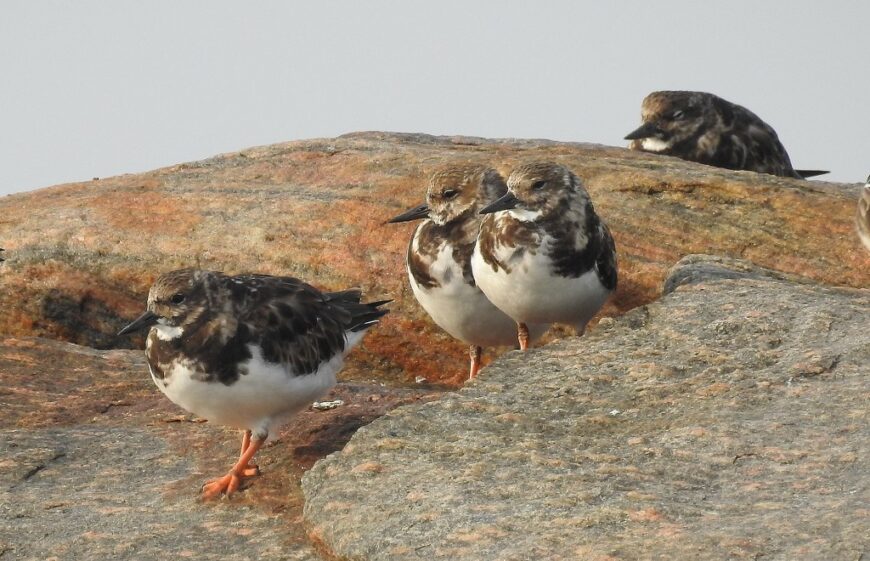 A group of Ruddy Turnstones perched on rocks, with their distinctive black and white plumage and orange legs