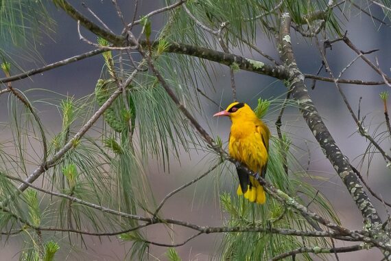 Slender-billed Oriole perched on a branch in a tree, with bright yellow feathers, a pinkish-red beak, and black markings around its eyes. The bird is surrounded by green pine needles against a blurred background