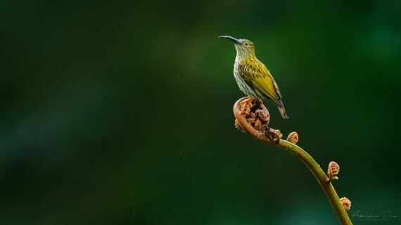 Streaked Spiderhunter perched on a curled fern, photographed by Abhishek Das.