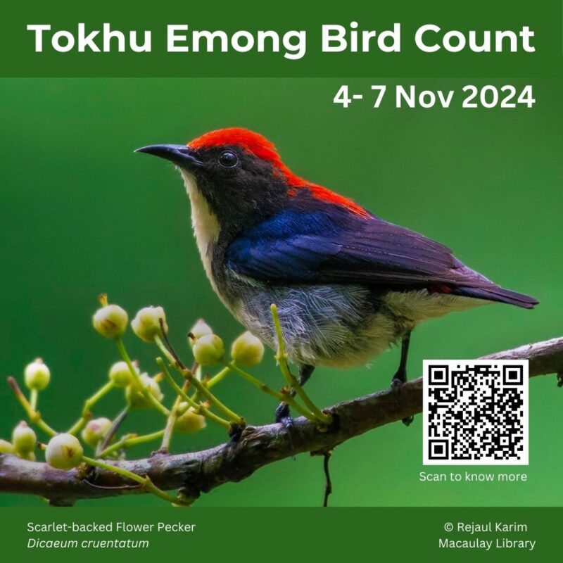 Scarlet-backed Flowerpecker perched on a branch with small white berries, promoting the Tokhu Emong Bird Count event scheduled from 4th to 7th November 2024