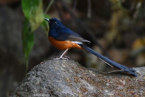 White-rumped Shama perched on a rock, captured by Neenad Abhang.