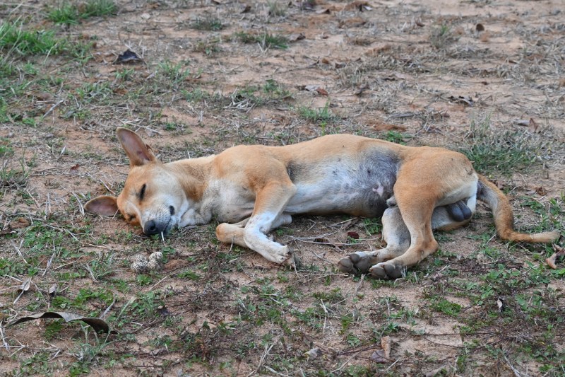 A stray dog sleeping next to a clutch of eggs that belong to Yellow-wattled Lapwings