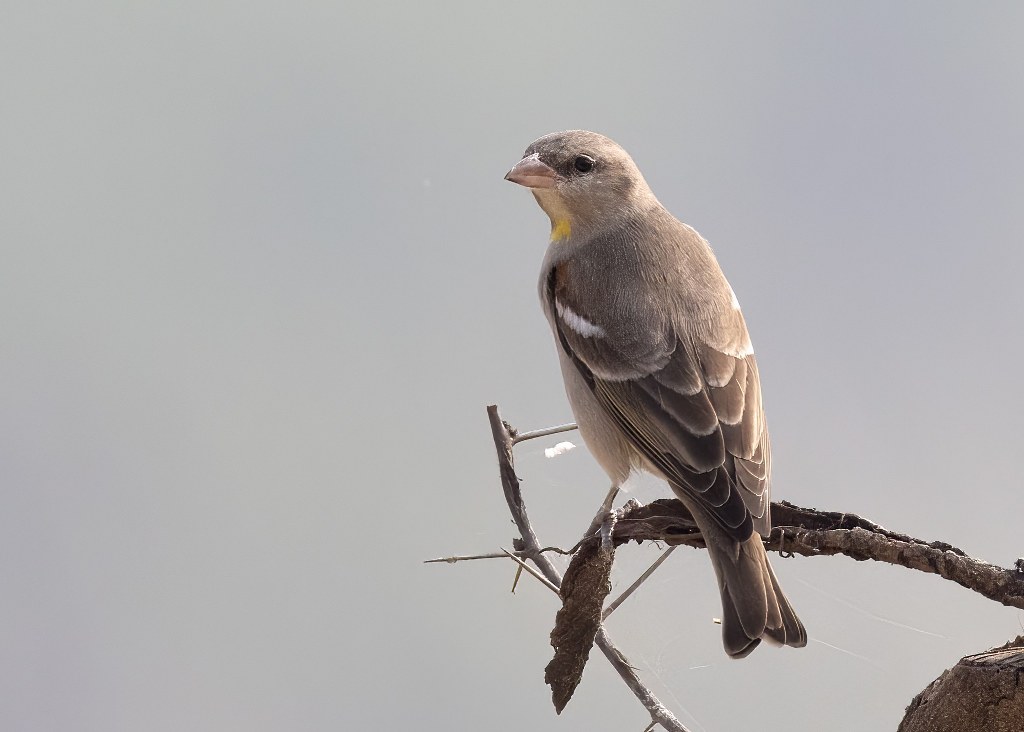 Yellow-throated Sparrow perched on a branch, photographed by Arpit Bansal.