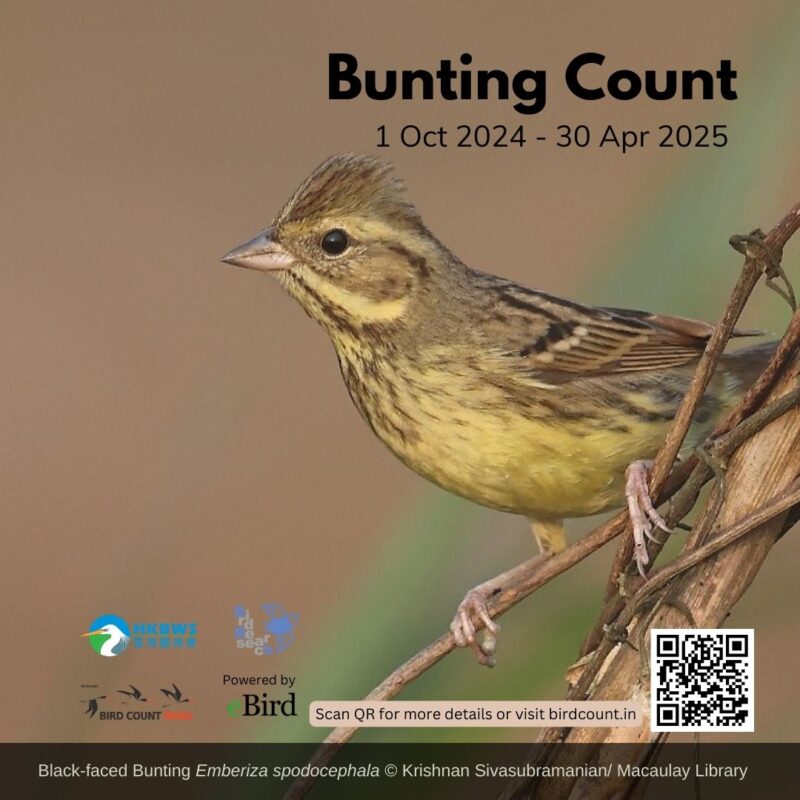 Square poster made for Instagram and Whatsapp to publicise Bunting Count for the year 2024- 25