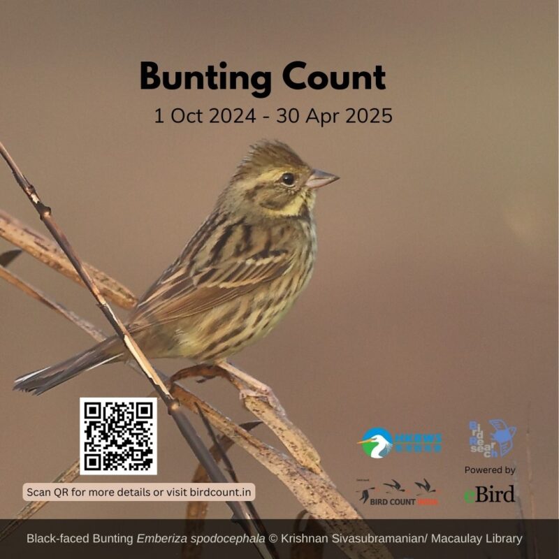 Square poster made for Instagram and Whatsapp to publicise Bunting Count for the year 2024- 25