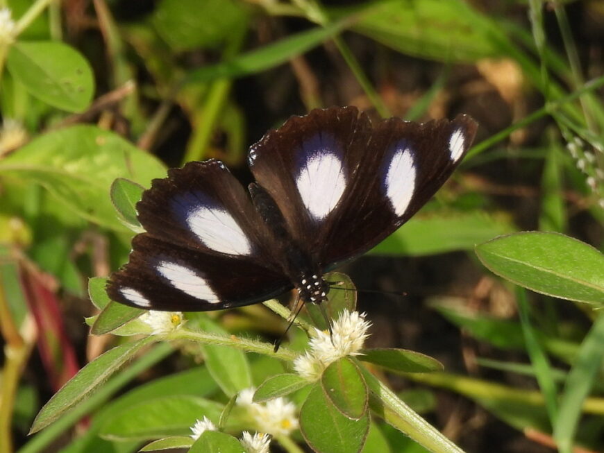 Danaid Eggfly Butterfly uploaded to iNaturalist during Big Butterfly Month 2024