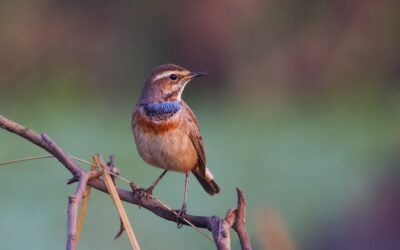 October 2024 eBirders of the Month