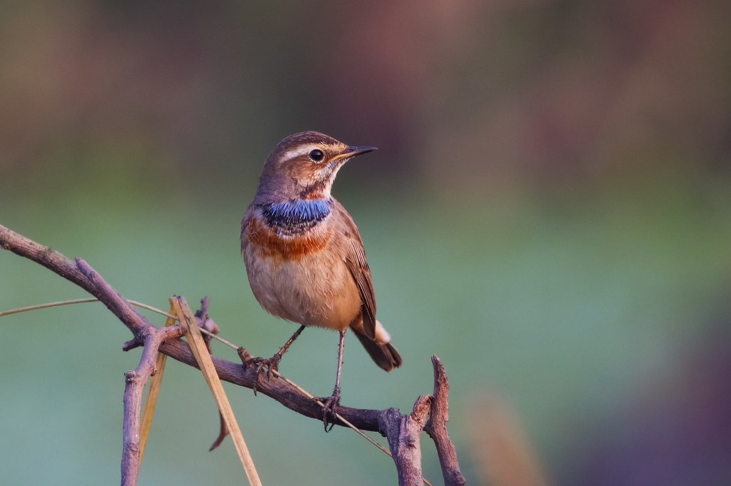 Bluethroat perched on a twig, displaying its vibrant blue and rust-colored throat against a soft, blurred green background. Photographed by Samim Akther