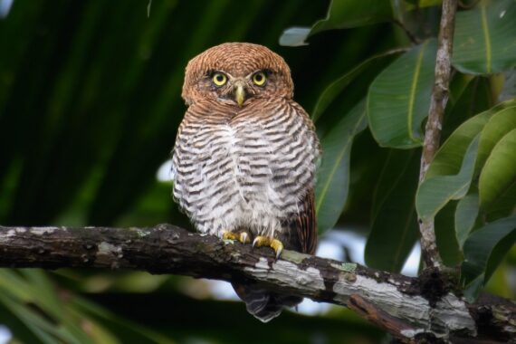 Jungle Owlet perched on a branch amidst lush green leaves. Photographed by H Nambiar