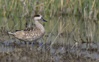 November 2024 eBirding Challenge