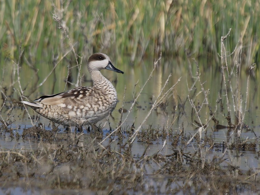 Marbled Teal standing in shallow wetland water with reeds in the background