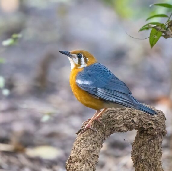 A vibrant bird with a bright orange head, a white throat, and a blue body perched on a gnarled tree branch. Photographed by Bindu Mohan.