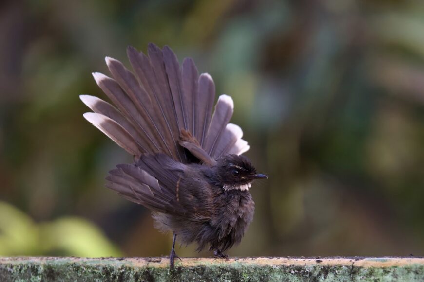 White-throated Fantail displaying its fanned tail feathers on a branch. Photographed by Sourav Mandal from West Bengal