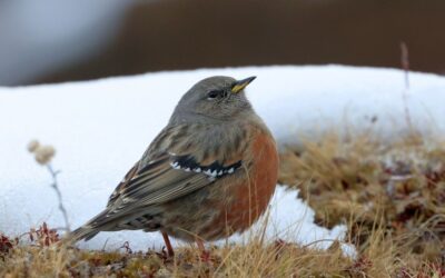 January 2025 eBirding Challenge